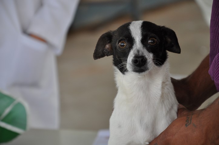 Mais de 160 animais recebem atendimento gratuito na Vila Novo Horizonte