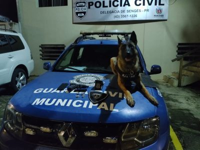 Em parceria com Polícia Civil de Sengés (PR), Guarda Civil Municipal de Itararé (SP) realiza apreensão de drogas Em parceria com Polícia Civil de Sengés (PR), Guarda Civil Municipal de Itararé (SP) realiza apreensão de drogas