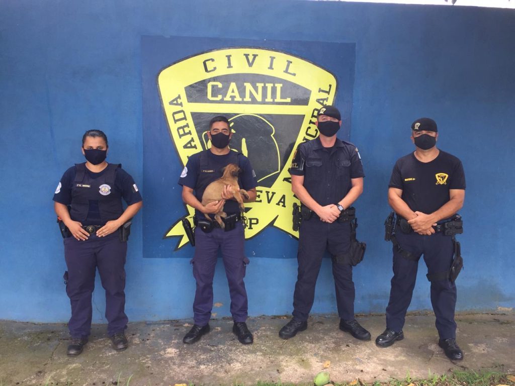 O animal foi doado pelo canil da GCM de Itapeva (SP) O animal foi doado pelo canil da GCM de Itapeva (SP)
