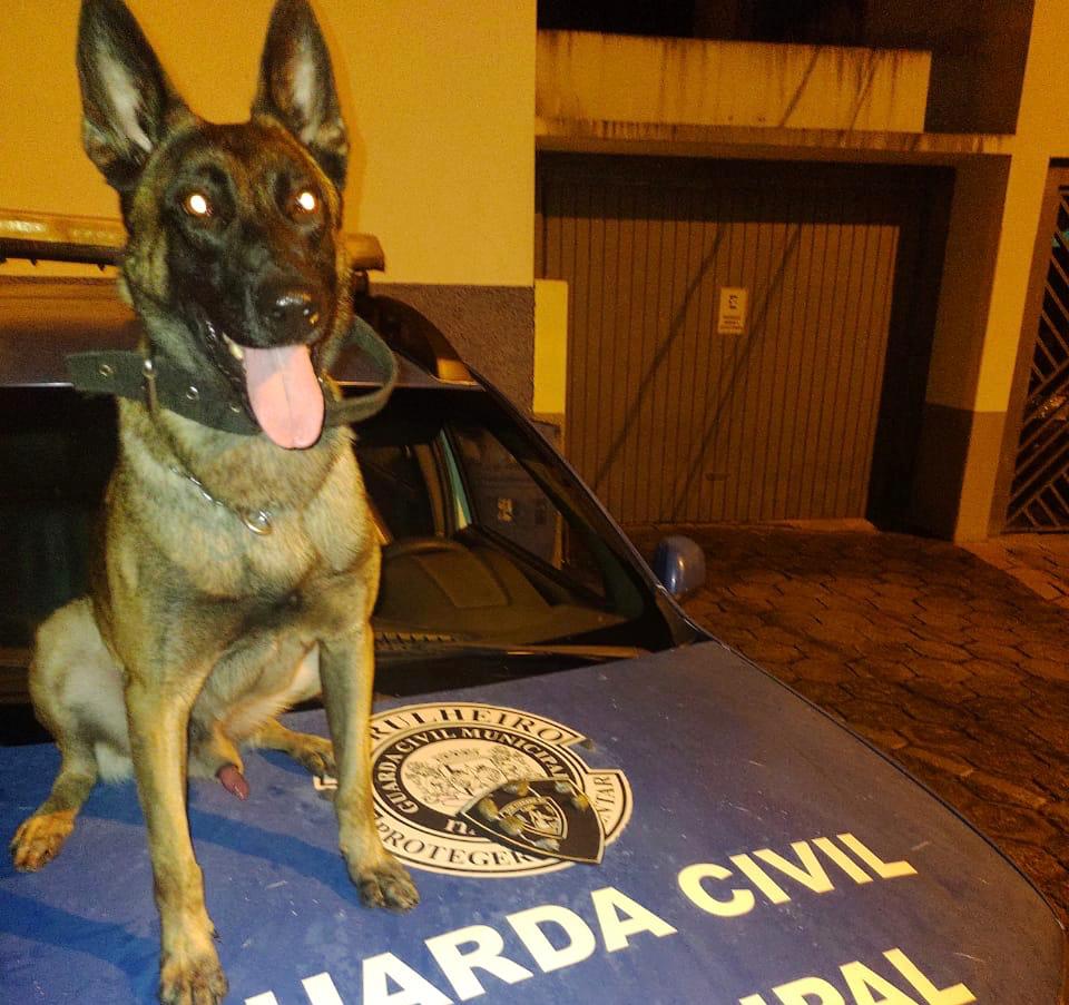 GCM de Itararé (SP) prende indivíduo em flagrante por embriaguez ao volante e tráfico de drogas
