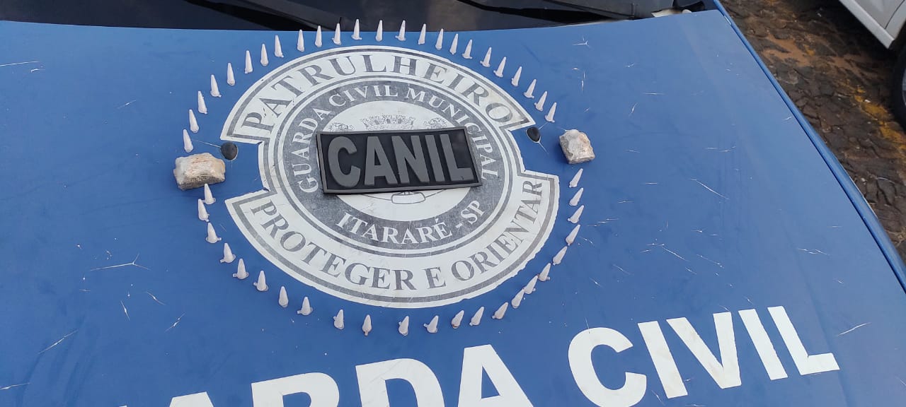 Cão GCM Zeus localiza 49 porções de drogas na Vila Novo Horizonte em Itararé (SP)