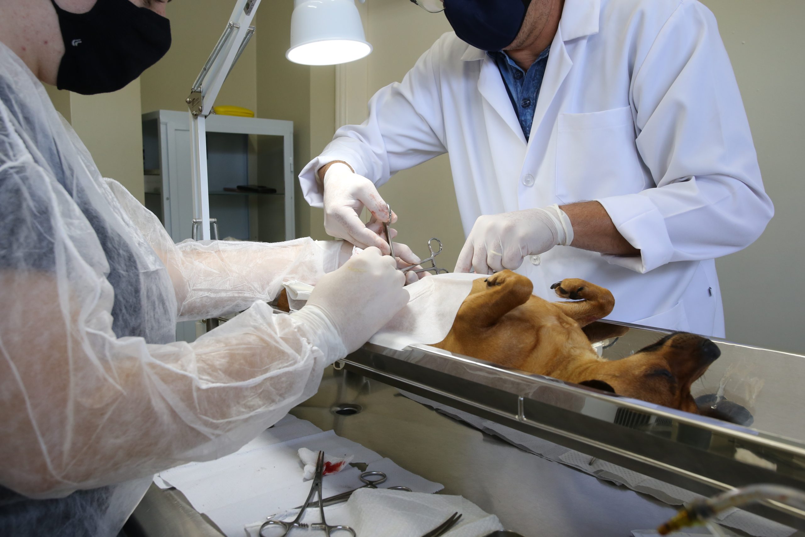 Durante novembro, Secretaria de Agricultura de Itararé (SP) registra 48 faltas nos serviços de castração em cães e gatos