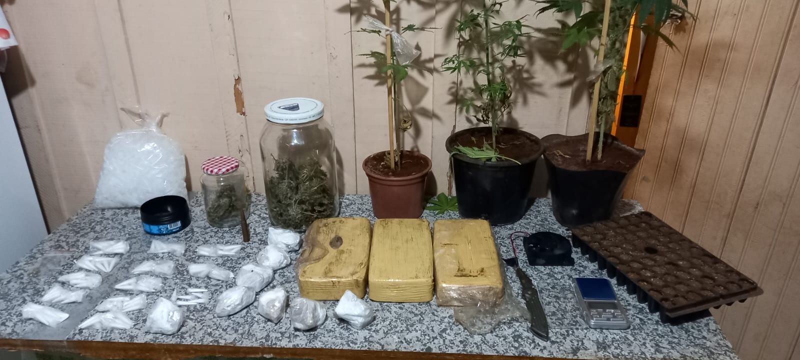 GCM de Itararé (SP) prende casal em flagrante com mais de seis quilos de drogas e quatro pés de maconha escondidos em residência