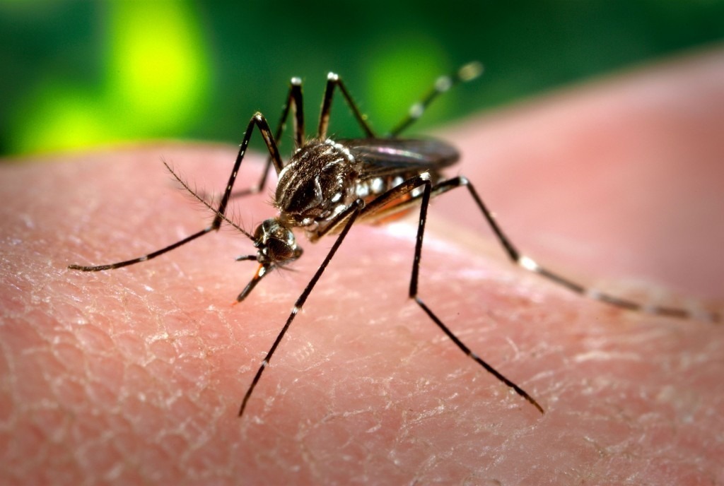 Itararé contra a Dengue