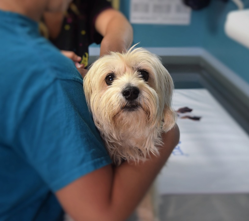 Mutirão de atendimento veterinário gratuito será dia 21 no Jardim Alvorada, em Itararé (SP)