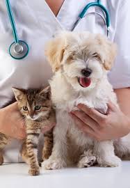 Prefeitura de Itararé (SP) realiza consulta gratuita para animais domésticos hoje (24)