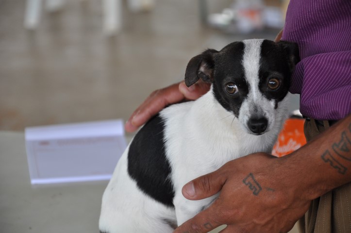 Jardim Paulicéia em Itararé recebe consultas veterinárias gratuitas