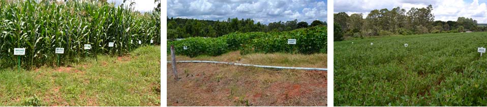 Secretaria de Agricultura implanta campos experimentais na Horta Municipal