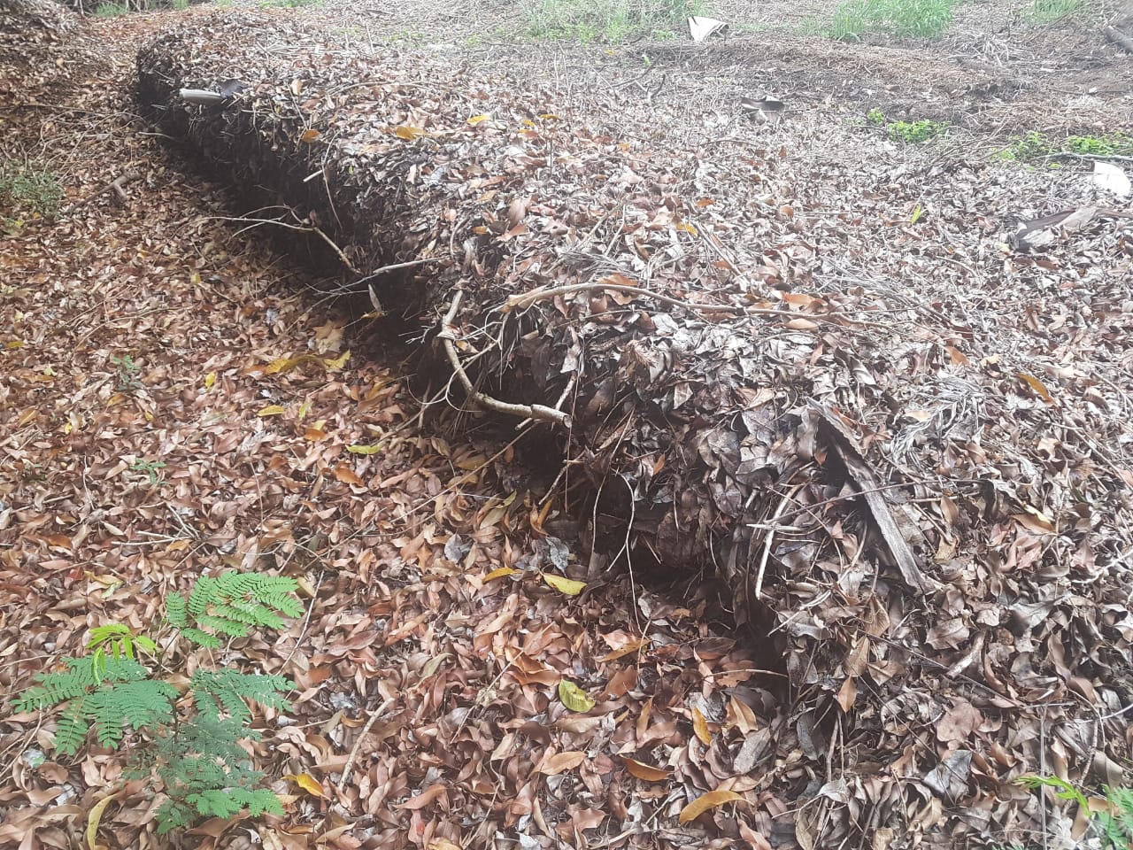 Em Itararé (SP), projeto modelo de compostagem auxilia na produção de mais de 30 mil mudas de árvores