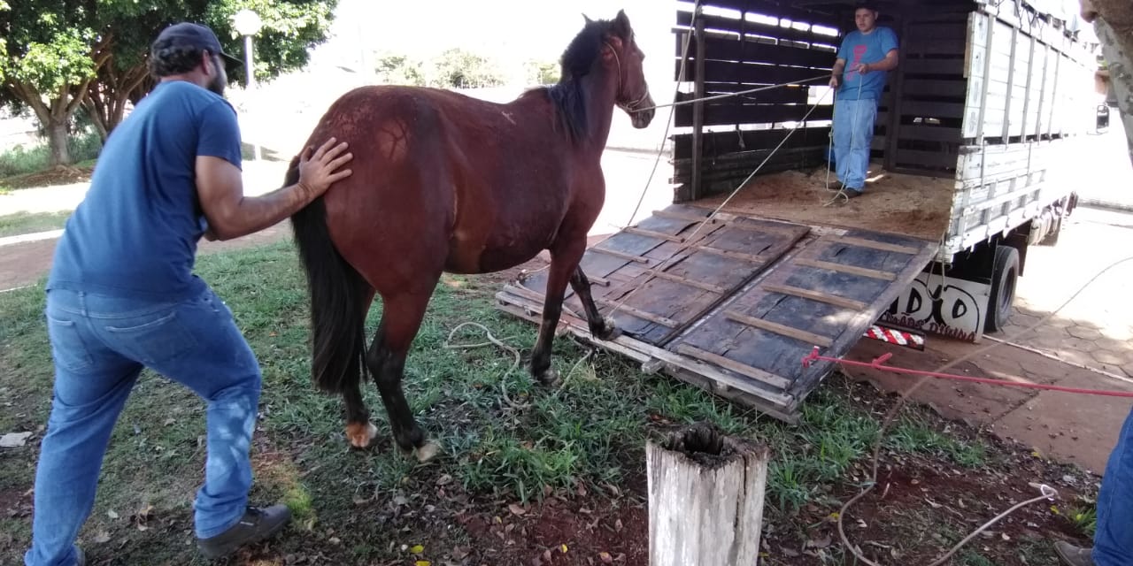 Prefeitura de Itararé (SP) segue com apreensões de animais de grande porte soltos nas vias públicas