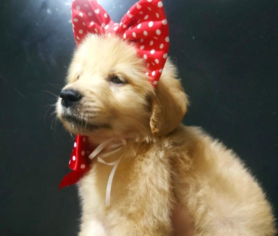 Cãoterapeuta Amigo: Escolha do nome do novo filhote será por votação popular