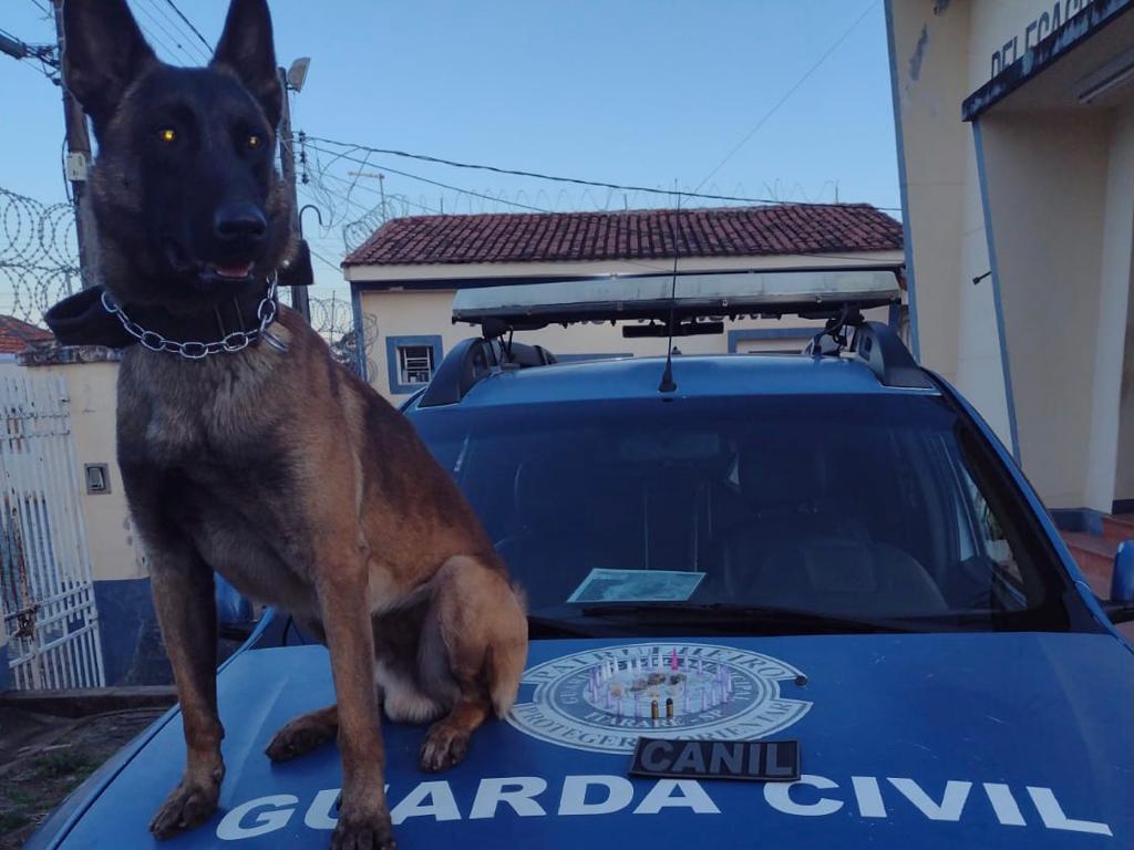 GCM de Itararé (SP) apreende 30 porções de entorpecentes e munição na Vila Novo Horizonte