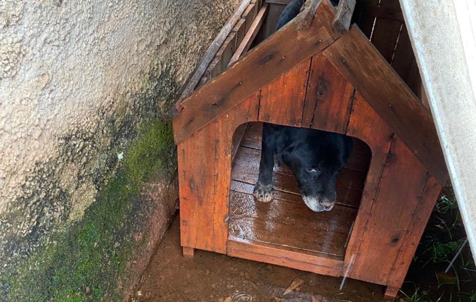GCM de Itararé (SP) prende homem em flagrante e resgata cachorro vítima de maus-tratos