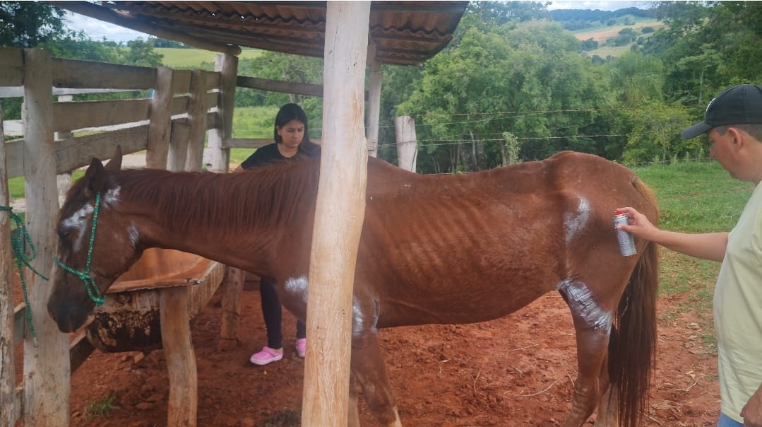 Prefeitura de Itararé (SP) resgata cavalo vítima de maus tratos