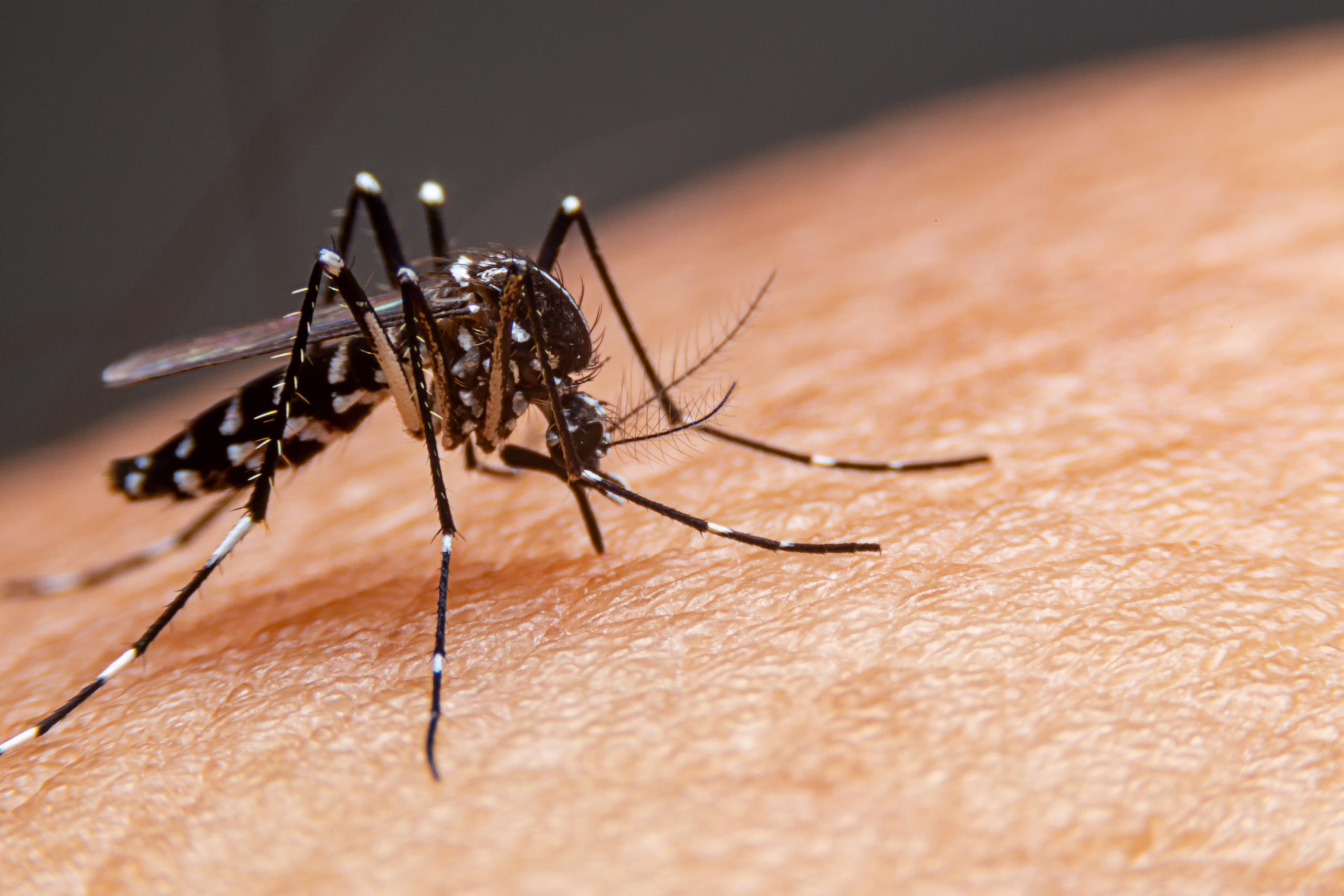 Prefeitura de Itararé (SP) registra 29 novos casos positivos de Dengue